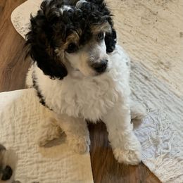 Poodle Puppies from Top Shelf Toy Dogs