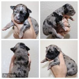 Kiwi - Blue merle male Miniature Australian Shepherd puppy in Iola, Texas from MK Aussies