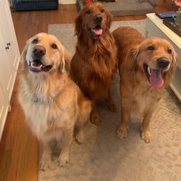 Golden Retrievers from Rivertowne Retrievers