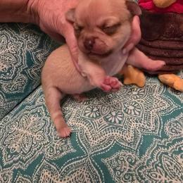 Boy 1 - Chocolate sabled fawn male Chihuahua puppy in Orange, Texas from Tiny Paws from God