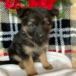 Icicle - Black and tan female German Shepherd puppy in Walla Walla, Washington from Silver Knight Shepherds