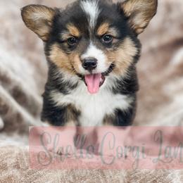 Pembroke Welsh Corgi Puppies from Shells’ Corgis