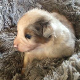Boy 4 - Blue merle male Australian Shepherd puppy in Drumore, Pennsylvania from Susquehannock Aussies