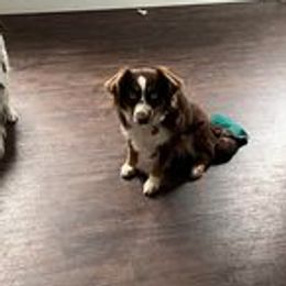 Mia - Miniature Australian Shepherd