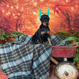 Black boy - Black and rust male Doberman Pinscher puppy in Mansfield, Georgia from Marbendale’s Doberman