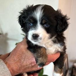 Amora - Black tri female Toy Australian Shepherd puppy in Bristow, Iowa from Pine Ridge Toy Aussies