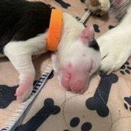 Companion Cross Puppies from Double G Corgis