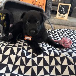 Emme - Black female German Shepherd puppy in Morganville, New Jersey from Piotr's German Shepherd Dogs