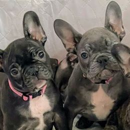 French Bulldogs and Yorkshire Terriers from MDG Kennels