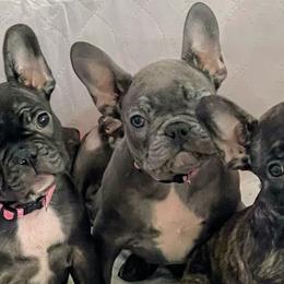 French Bulldogs and Yorkshire Terriers from MDG Kennels