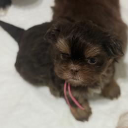 Roxy - Liver female Shih Tzu puppy in Berkeley Springs, West Virginia from Sandridge Shih Tzus