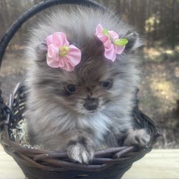 Pomeranian Puppies from Tea-Cake Pomeranians of The Carolinas