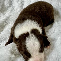 Tri female 2 - Red tri female Miniature Australian Shepherd puppy in Lemon Cove, California from Magic Ranch Mini Aussies