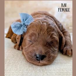 Kai - Red  female Goldendoodle puppy in Hilton, New York from The House of Goldendoodle