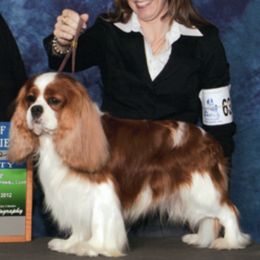 Cavalier King Charles Spaniels from Wellsworth CKCS