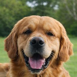 Rhett - Golden Retriever
