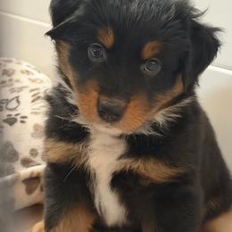 Boone - Black tri male Miniature Australian Shepherd puppy in Apache Junction, Arizona from Circle T Mini Aussies