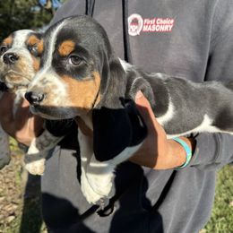 Boy 3 - Black brown and white male Basset Hound puppy in Hudson, Michigan from Bachman’s Kennel