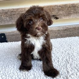 Galileo - Tri-color male Australian Labradoodle puppy in Myrtle Beach, South Carolina from GWagz