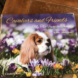 Cavalier King Charles Spaniel Puppies from Cavalier Kisses