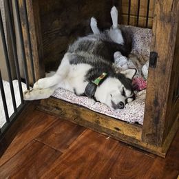 Briar - Pomsky