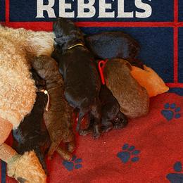 Poodle Puppies from Royal Dixie Poodles