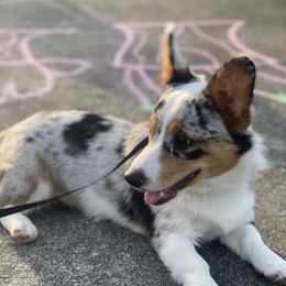 Zelda - American Corgi