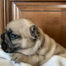French Bulldog Puppies from Nala’s Nest