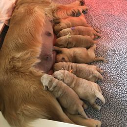 Golden Retriever Puppies from Sonador Golden Retrievers