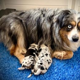 Miniature Australian Shepherd puppies from BlueZion Aussies