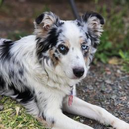 Cherry Cattle Butt Montana - Miniature American Shepherd