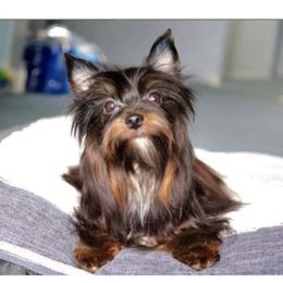 Koffee - Yorkshire Terrier