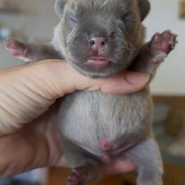 Blue Fawn Boy - Fawn male French Bulldog puppy in Gulf Breeze, Florida from SW Frenchies