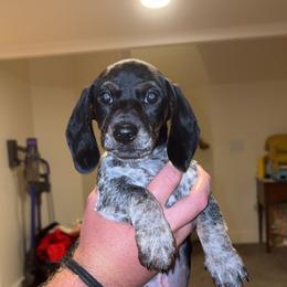 Dachshund Puppies from Sausage Squad