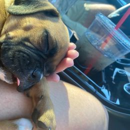 Boxer Puppies from Boxer Blessings Kennel