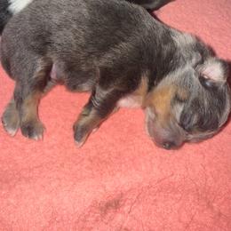Pixie - Lavender female Pomeranian puppy in Costa Mesa, California from Wheresmil0