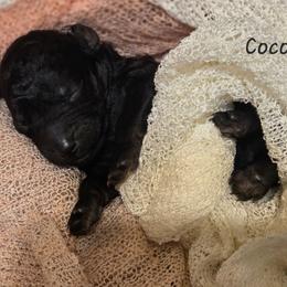 Coco - Black female Labradoodle puppy in Clinton, Ohio from P&L Doodles