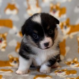 Joy - Black and tan female Pembroke Welsh Corgi puppy in Arcanum, Ohio from Weissway Corgis