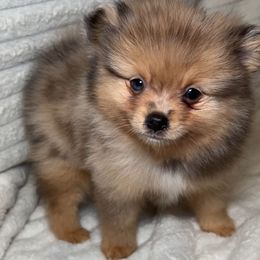 Specks - Tri-colored male Pomeranian puppy in Hughes Springs, Texas from Hughes Springs Tx Poms