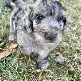 Catfish - Blue merle male Aussiedoodle puppy in Edmond, Oklahoma from Oodles of Doodles and Poodles