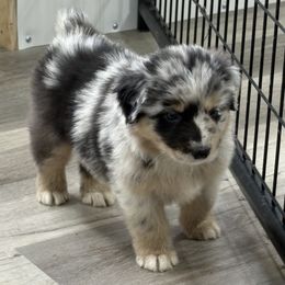 Blue Merle Boy - Blue merle male Australian Shepherd puppy in Eolia, Missouri from Barefoot Kennel