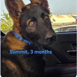 Boy 3 - Sable male German Shepherd puppy in Roy, Washington from Diwaids Working German Shepherd Dogs