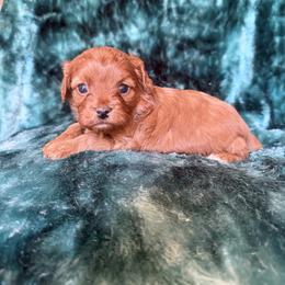 Mahogany - Red female Cavapoo puppy in Knoxville, Tennessee from Rocky Top Cavapoos