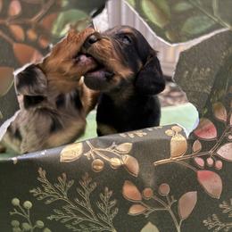 Dachshund Puppies from Birkin’ Paws