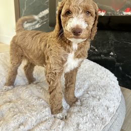 Dr. Strange (Tuxedo) - Red  Goldendoodle puppy in Morgan Hill, California from Soni the Doodle
