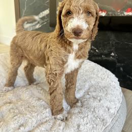 Dr. Strange (Tuxedo) - Red  Goldendoodle puppy in Morgan Hill, California from Soni the Doodle