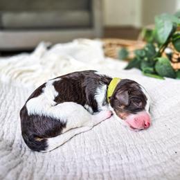 Laya - Parti female Poodle puppy in Gaylord, Michigan from Dog Mom Co. Poodles