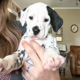 Goldberry - White and black female Dalmatian puppy in Conroe, Texas from Saint Rocco's Dalmatians