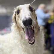Borzois from Konza Borzoi