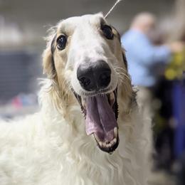 Borzois from Konza Borzoi
